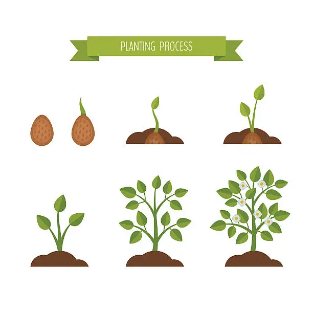 Vector illustration of Phases plant growth. Sprout in the ground.
