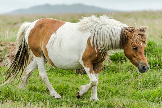 istock wild pony outdoor 544327174