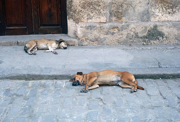 istock Strays Havana Cuba 544328484