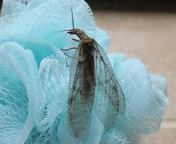 угрожающее насекомое ползает по ванной кустарник - scrubby стоковые фото и изображения