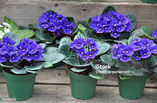 Blue African Violets Stock Photo - Download Image Now - African Violet, Flower Pot, Blossom