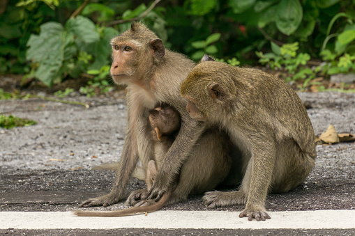Monkey mothers to breastfeedม