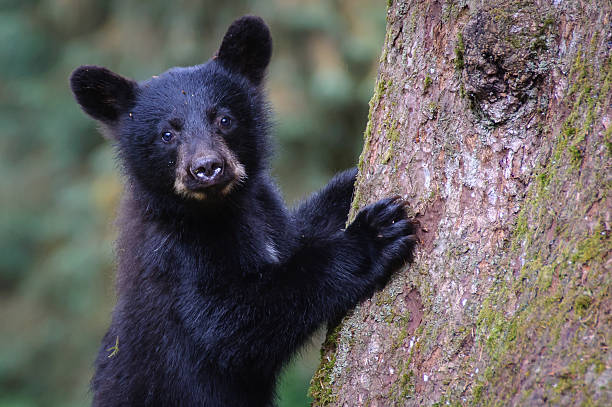 black bear cub nahaufnahme in die kamera schauend klettern baum - bärenjunges stock-fotos und bilder