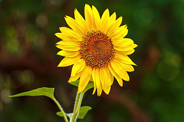 istock Sunflower in the garden 544333000