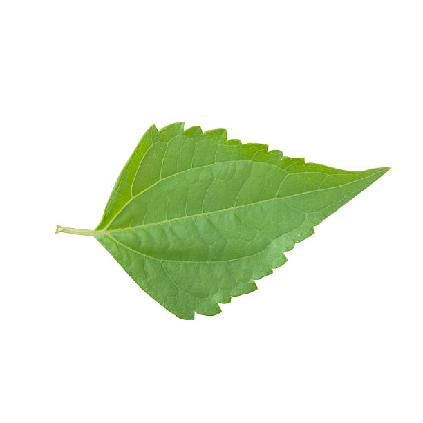 istock Bitter bush, Siam weed isolated on white 544333222