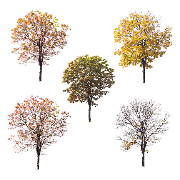 istock Collection of isolated tree on white background 544334122