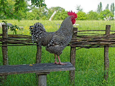 cockerel standing on a wooden bench - these kind of  chicken called 