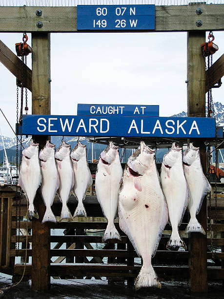 hängende heilbutt im hafen von seward - halibut flatfish fish hanging stock-fotos und bilder