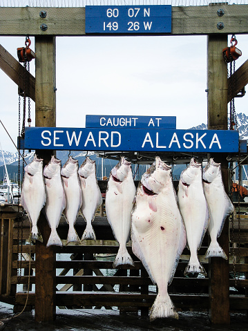 Seward, Alaska, United States - June 3, 2009: The halibut caught at Seward Alaska were hook orderly for weighing in Seward Halibut Tournament on June 2009.