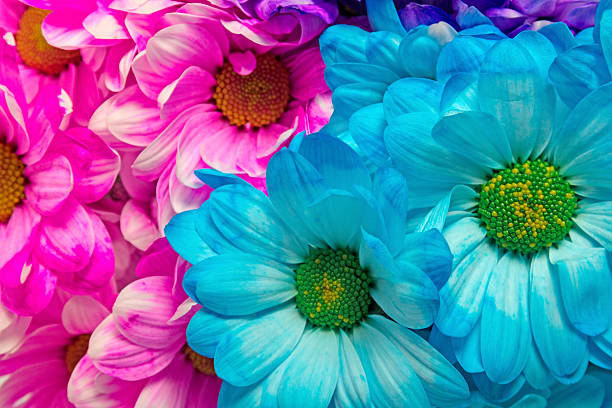 colorful fresh chrysanthemums closeup, natural floral background