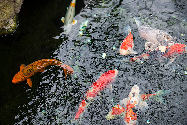 istock colorful koi fish in a pond at garden 544336222