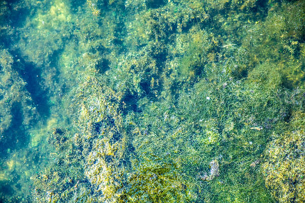 istock Seaweed in a lake 544336782
