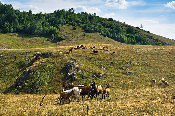 istock Brown and white goats on meadow at summer sunny day 544337322
