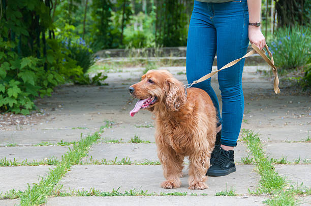 istock Portrait of a beautiful english cocker spaniel 544338442