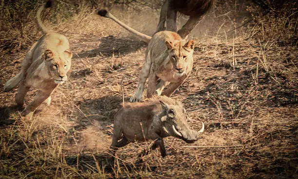 The lions ambush the warthog.. the warthog makes a quick dash in a desperate attempt to save himself.