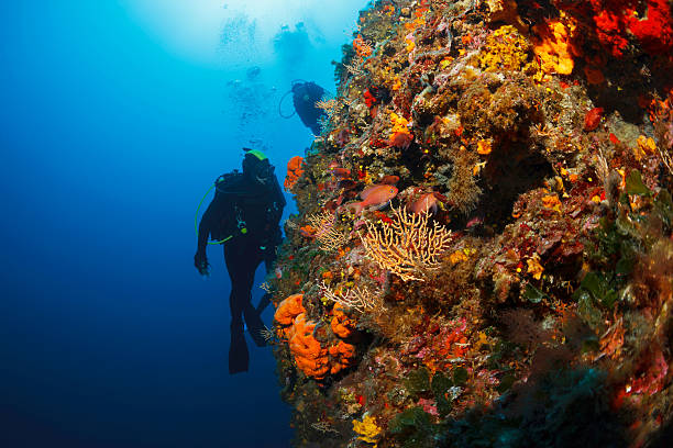istock Underwater  Scuba divers enjoy  Explore coral reef   Sea life 544338844