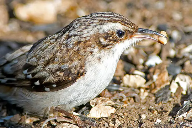 Brown Creeper