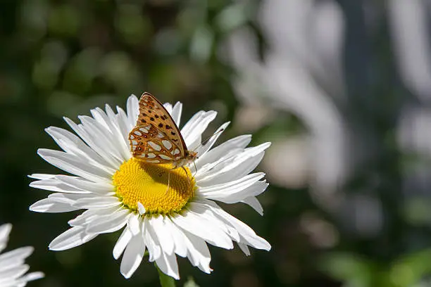 Photo of beautiful butterfly on a camomile