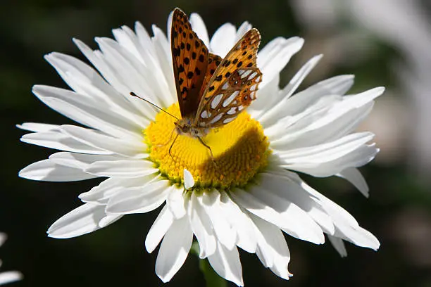 Photo of beautiful butterfly on a camomile