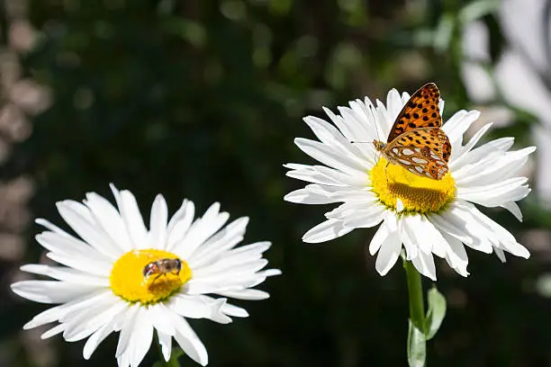 Photo of beautiful butterfly on a camomile