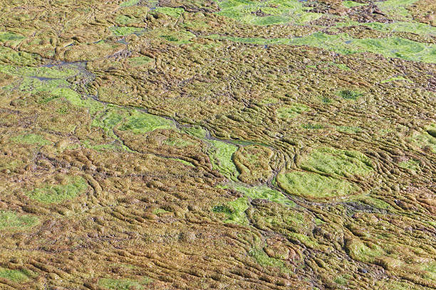 istock Algae on a boggy surface of a pond 544341062