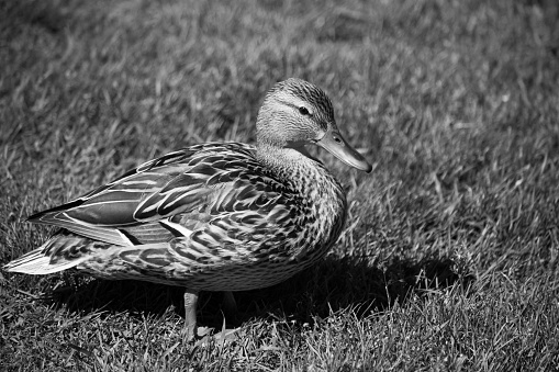 A female mallard standing in grass on a sunny summer day in black and white