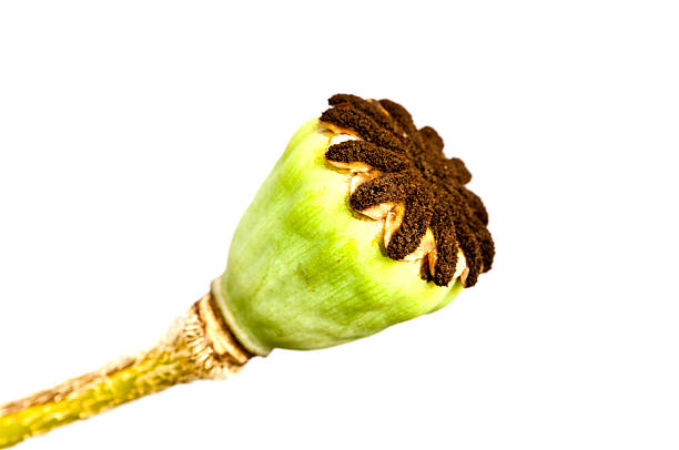 папавер семян мака изолирован на белом фоне - poppy capsule стоковые фото и изображения