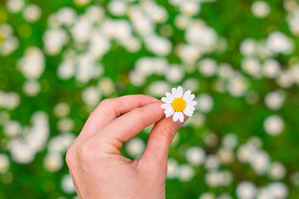 istock White Camomille in the woman hand 544342782