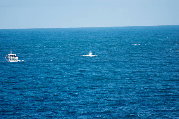 A humpback whale and her calf frolic in the sea, whilst a whale watching boat looks on. This photo shows a whale spout. Location: The Nobbies, Phillip Island, Victoria, Australia. 