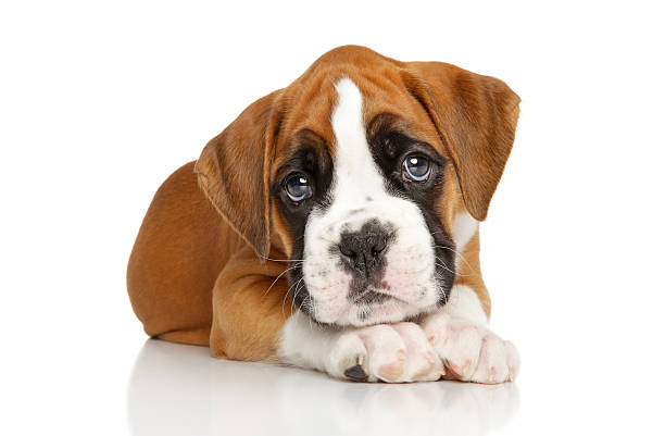 German Boxer puppy on white Portrait of Beautiful Boxer puppy on white background boxer dog stock pictures, royalty-free photos & images