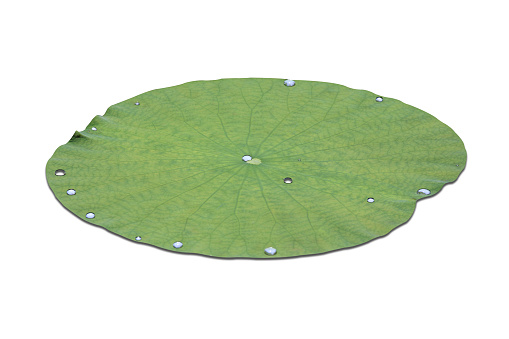 Lotus leaf on the a white background