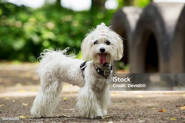 Dog Breed Maltese Bichon Stock Photo - Download Image Now - Animal, Animal  Hair, Canine - Animal - iStock