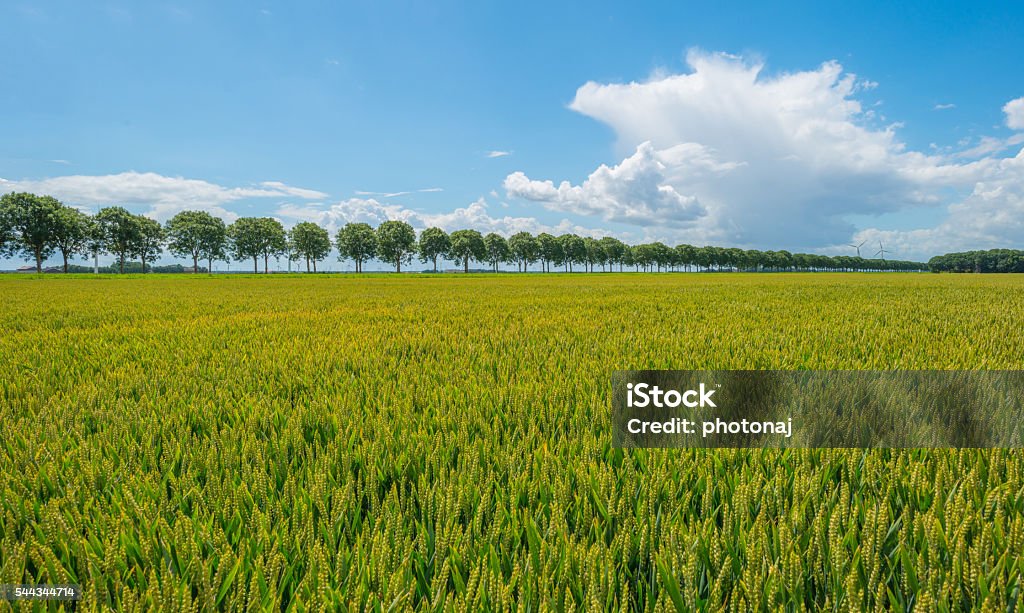 Field with grain in summer Agricultural Field Stock Photo