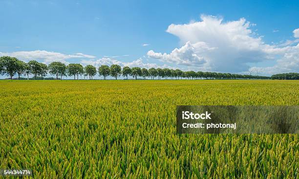 Field With Grain In Summer Stock Photo - Download Image Now - Agricultural Field, Agriculture, Almere
