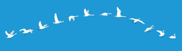 ilustraciones, imágenes clip art, dibujos animados e iconos de stock de secuencia voladora de cisne, exposición múltiple, ilustración vectorial - cisne blanco comun