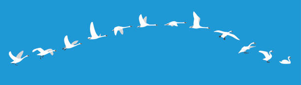 stockillustraties, clipart, cartoons en iconen met flying sequence of swan, multiple exposure, vector illustration - illustraties van continuïteit