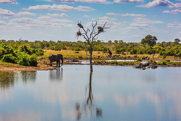 elefant, zebraherde und ein paar giraffen - kruger national park national park southern africa africa stock-fotos und bilder