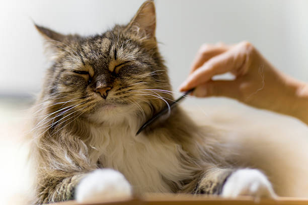 자본가 (매인 쿤 - pet grooming 뉴스 사진 이미지