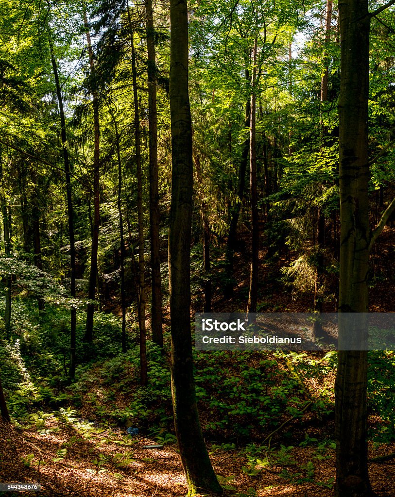 Vertical view of mixed forest valley with fern and creek. Coniferous Tree Stock Photo