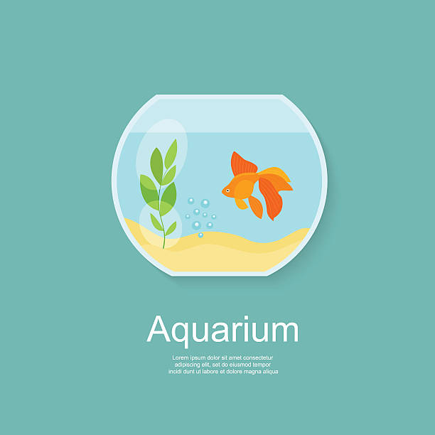 Goldfish in aquarium isolated. Flat vector illustration Isolated goldfish in aquarium isolated. Flat vector illustration goldfish bowl stock illustrations
