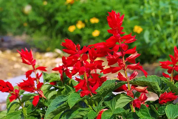 Salvia splendens or scarlet sage in summer garden