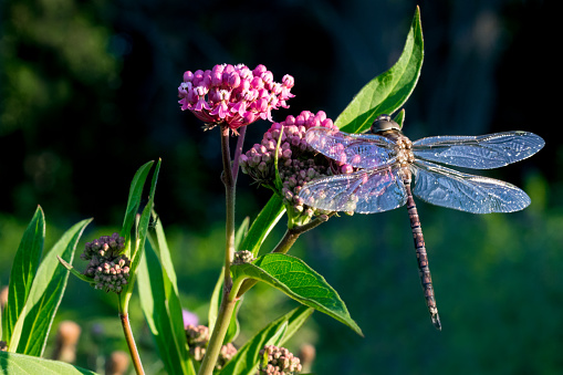 Dragonfly sitting on colorful milkweed