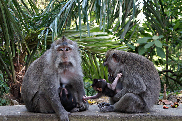 istock Monkeys brestfeeding cubs in Ubud, Bali 544349760