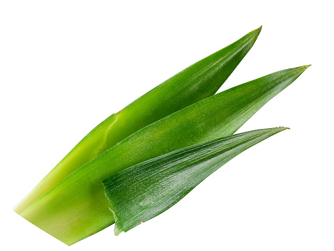Fresh pineapple leaves isolated on white background. With clipping path.