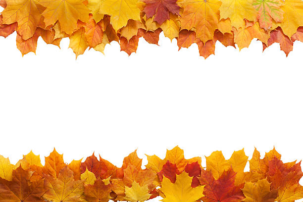 istock Autumn. golden leaves maple isolated. 544350884