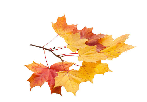 istock Autumn. golden leaves maple isolated. 544351042