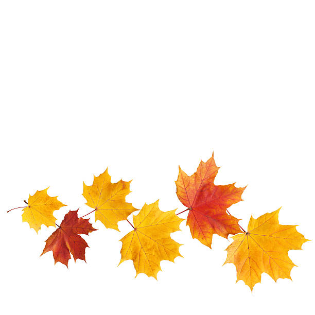 istock Autumn. golden leaves maple isolated. 544351202