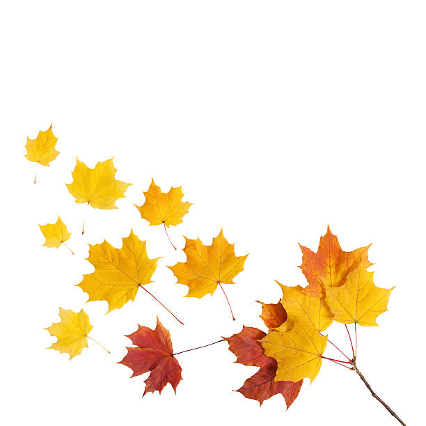 istock Autumn. golden leaves maple isolated. 544351248
