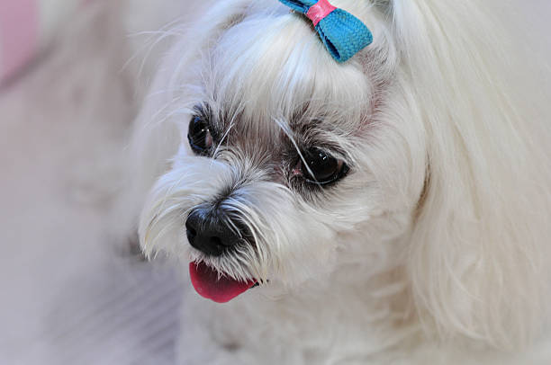 istock The name of the dog is a cloud 544351388