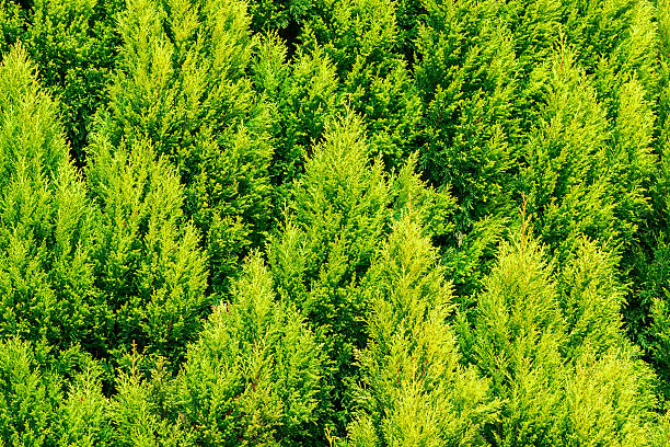 istock Thuja green texture natural background. close up. 544351838